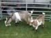 Goats being docile